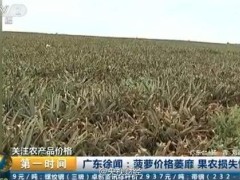 CCTV reveló que el precio de la piña en Guangdong cayó 2.0.50 centavos de Kg. Nadie le prestó atención.